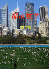 女局长的子弟兵：都市牧歌封面