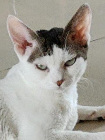 刚穿合欢就被长老拿下啦封面