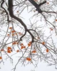 云收雨过江添景封面