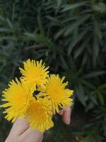 静女其姝从人依生封面