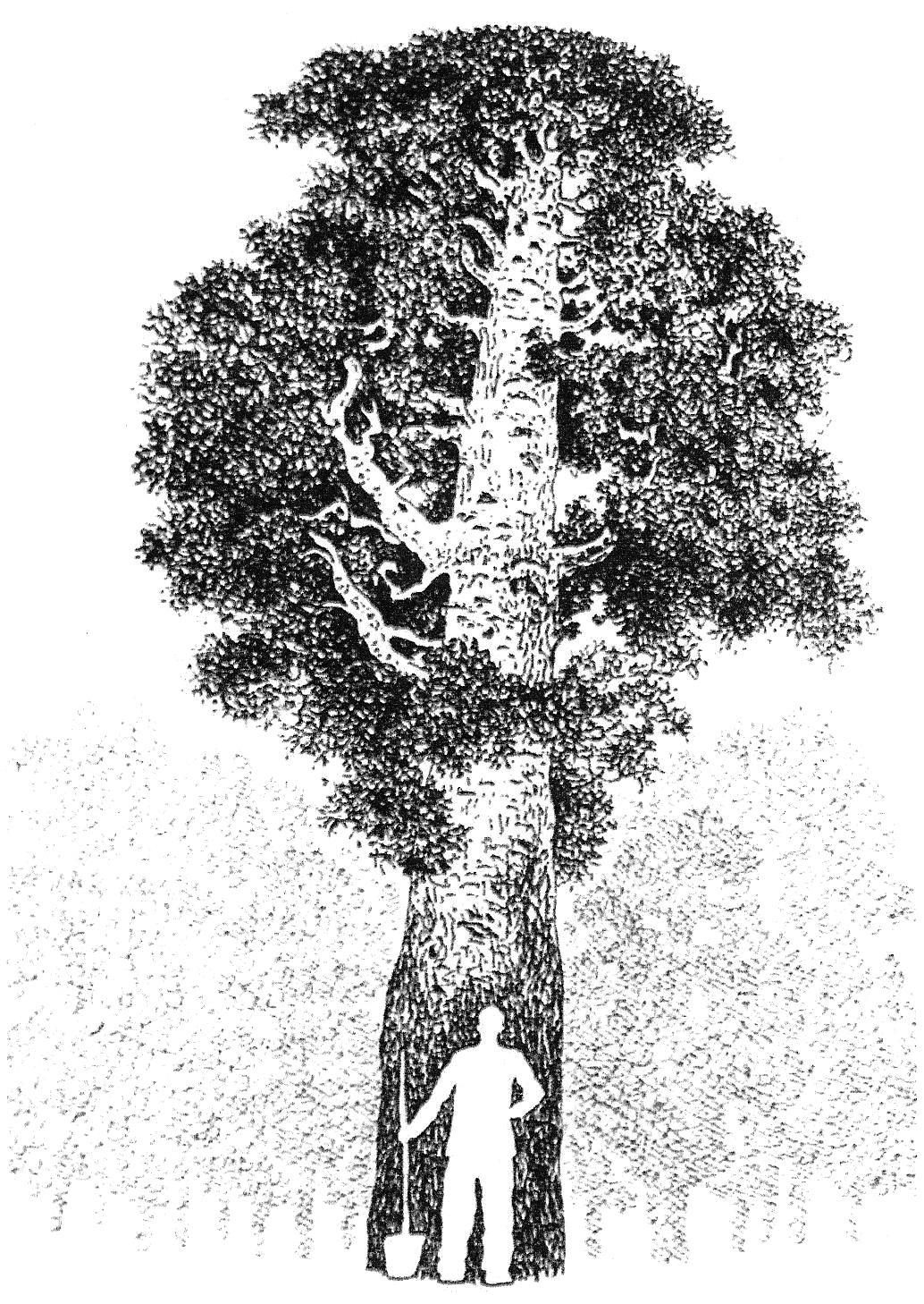 金山碎光杂集封面