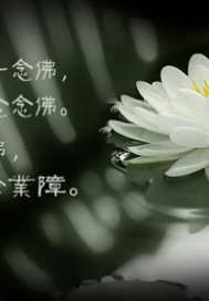 青荷生白莲灭封面