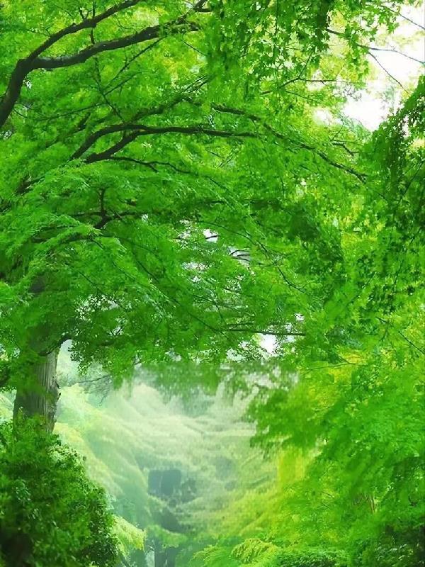 深山里出来的高手封面