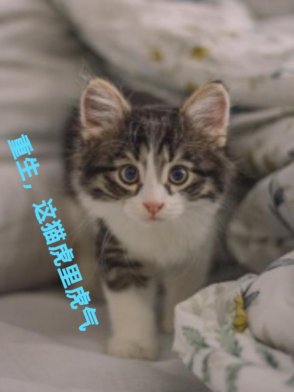 重生，这猫虎里虎气封面