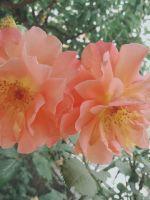 奇花感恩记封面