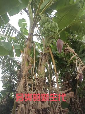 另类的新生代封面