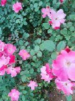 青小姐的脱单计划封面