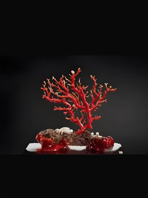 红珊瑚之成长封面