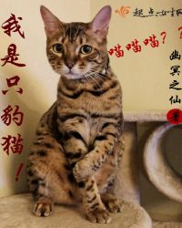 我是只豹猫！封面
